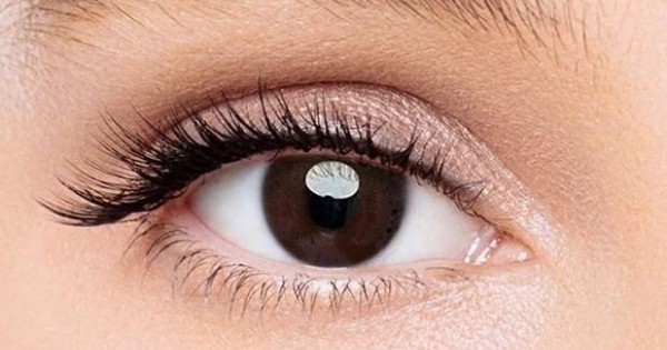 KateEye® Queen Chocolate Colored Contact Lenses